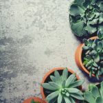 星座與居家風水：這些植物能讓你的運勢up up！