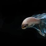 雙魚座如何擺脫過度依賴與逃避現實，學會自律與堅定